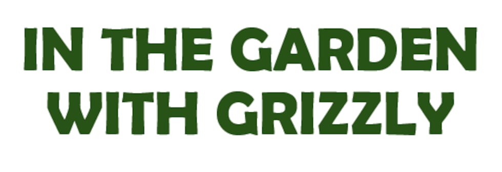 grizz