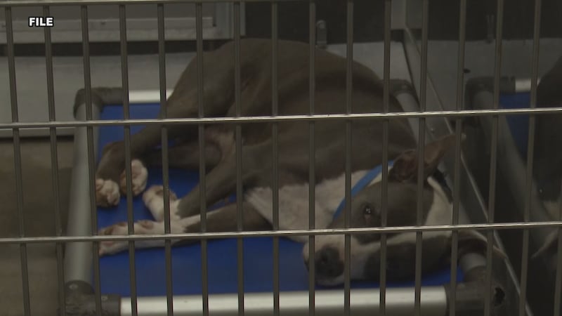 With over 600 animals being euthanized at the bell county animal shelter since January,...