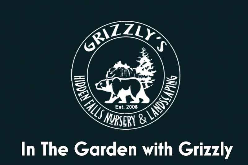 Grizzly