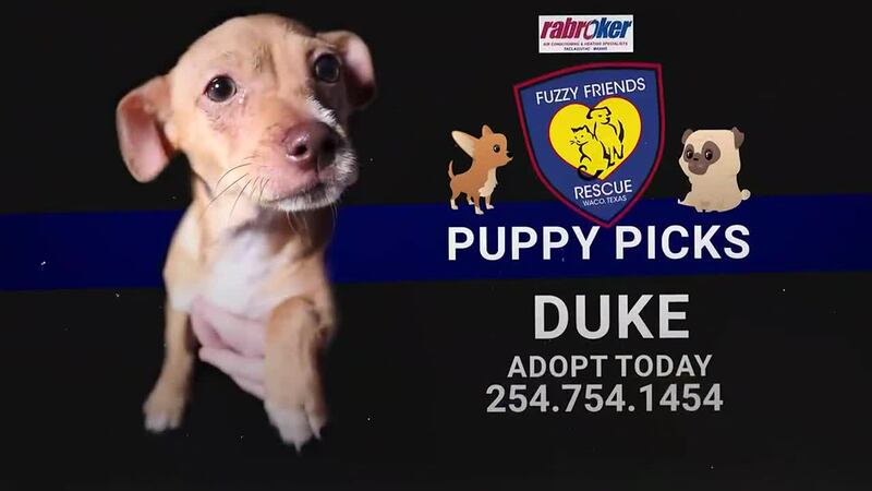 Duke