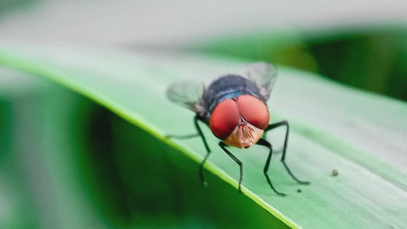 “Everybody is nervous about screwworm”: Ranchers prepare for possible parasite outbreak on...