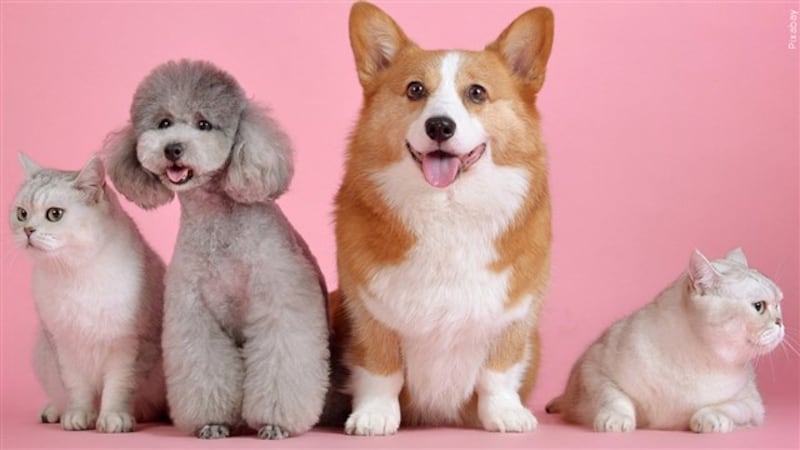 Dogs and Cats