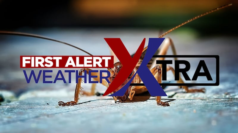 Cricket Thumbnail
