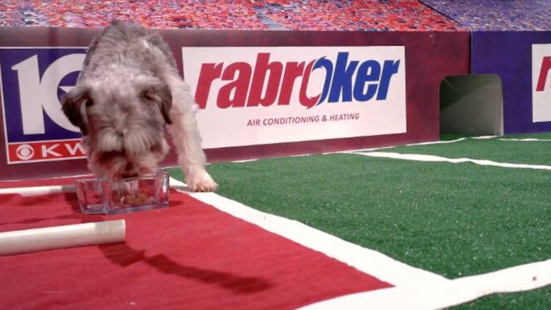 Find out which team Fancy picked in our Week 6 Puppy Pick matchup between the Axtell Longhorns...